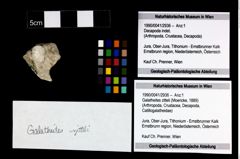 Foto (Objekt + Etikett) von Galatheites zitteli (Moericke, 1889)  (NHMW-GEO-1990-0041-2936)